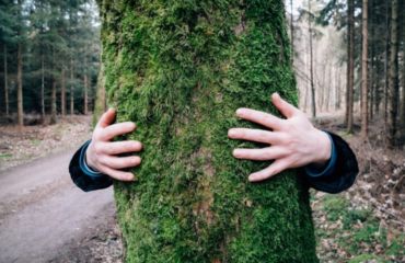 Photo de Tronc d'arbre