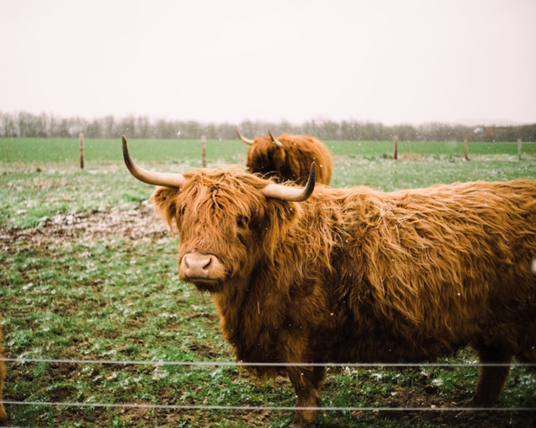 Vaches écossaises