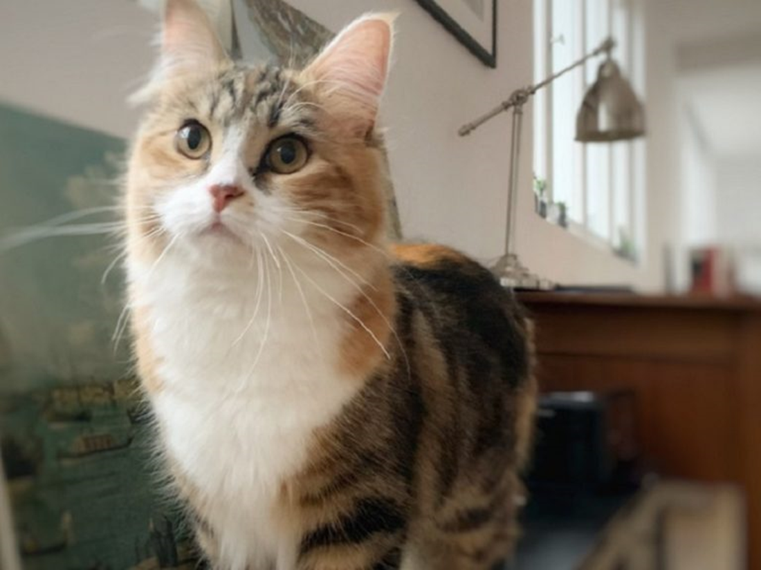 La biquette Swann le chat