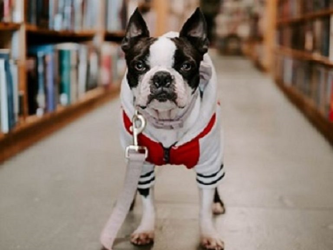 Chien dans une librairie