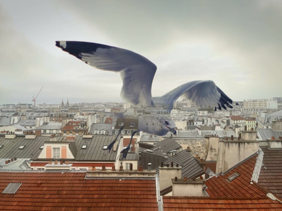 Mouette + toits de Paris