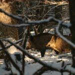 Six règles de chasse du gibier refusant obstinément d&rsquo;être chassé